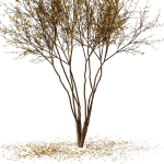 tree9 - autumn leaf