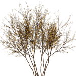 tree9 - autumn leaf