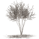 tree9 - autumn leaf