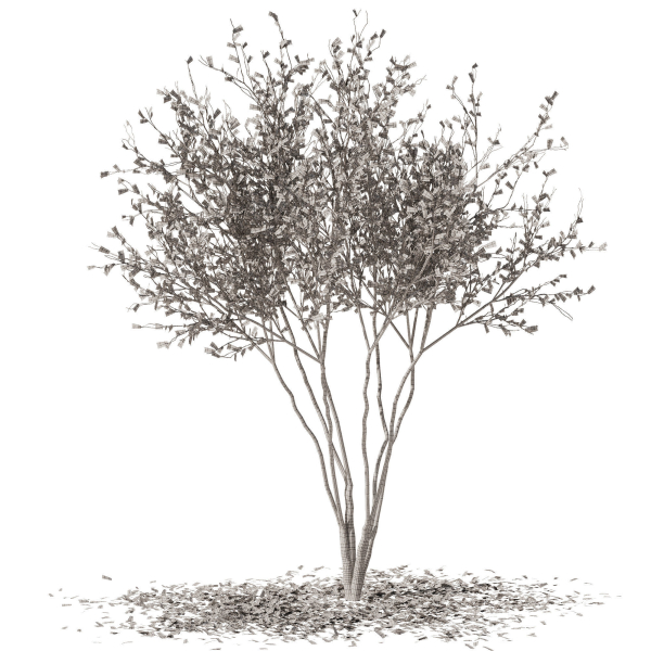 tree9 - autumn leaf
