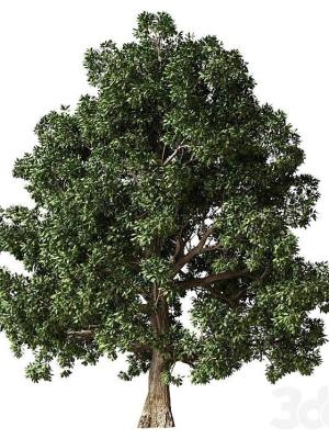 Trees