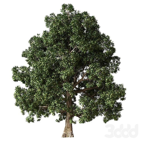Trees