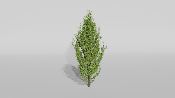 Trees