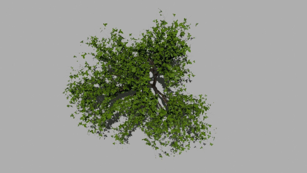 Trees