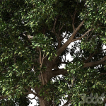 Trees