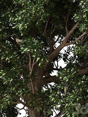 trees-3d-model-82516744cd