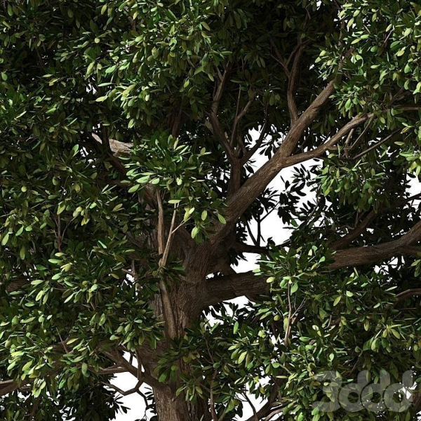 Trees