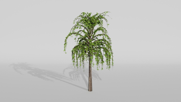 Trees