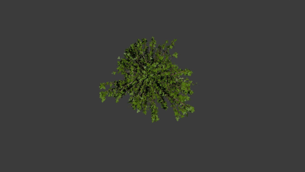 Trees