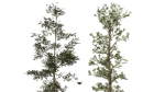 trees collection