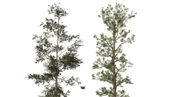 trees collection