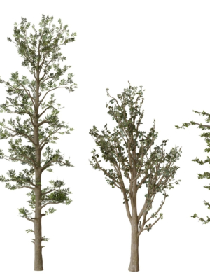 trees collection