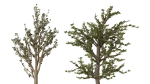 trees collection