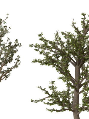 trees-collection-3d-model-dabb8f34c2