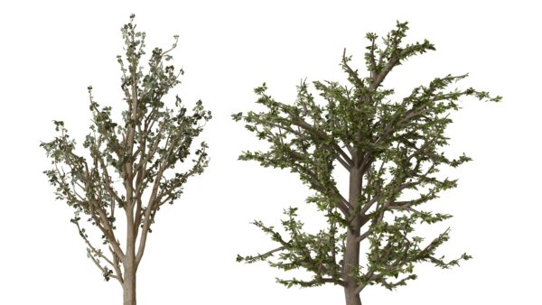 trees collection