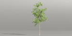 Trees collection vol 189-Blender