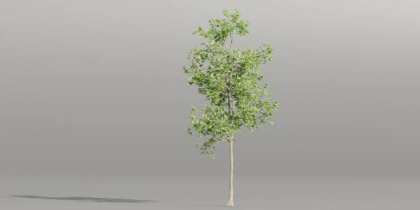 Trees collection vol 189-Blender
