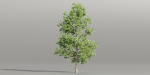 Trees collection vol 189-Blender