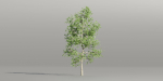 Trees collection vol 189-Blender
