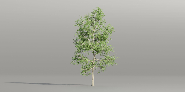 Trees collection vol 189-Blender