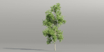 Trees collection vol 189-Blender