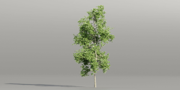 Trees collection vol 189-Blender