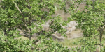Trees collection vol 189-Blender