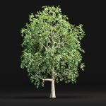Trees collection vol 238