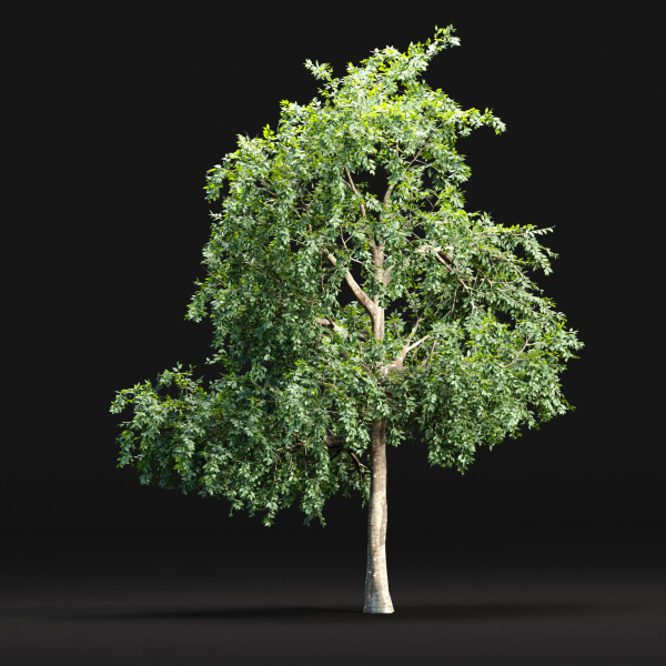Trees collection vol 238