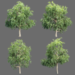 Trees collection vol 238