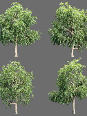 Trees collection vol 238
