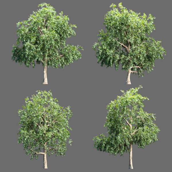 Trees collection vol 238