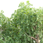 Trees collection vol 238