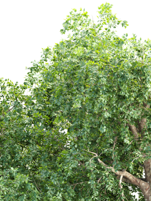 trees-collection-vol-238-3d-model-6c15c8d6b4