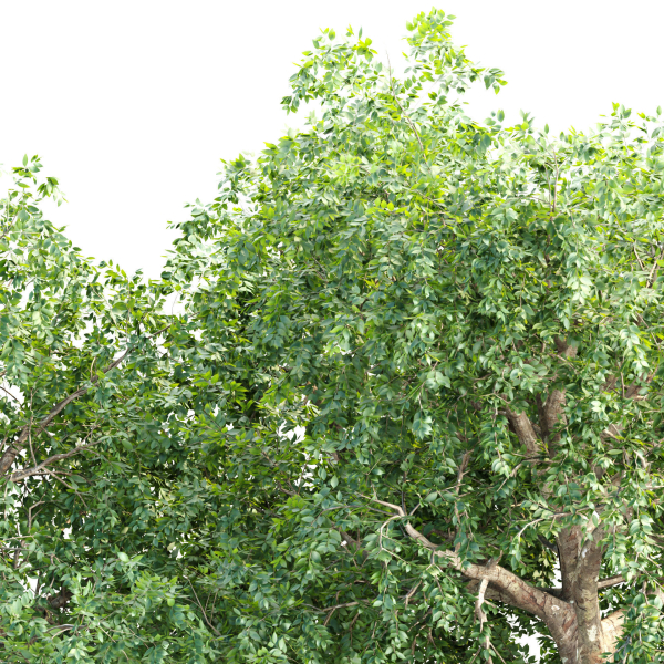 Trees collection vol 238