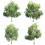 Trees collection vol 238