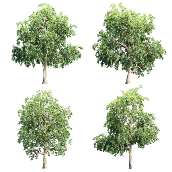 Trees collection vol 238