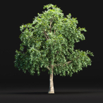 Trees collection vol 238