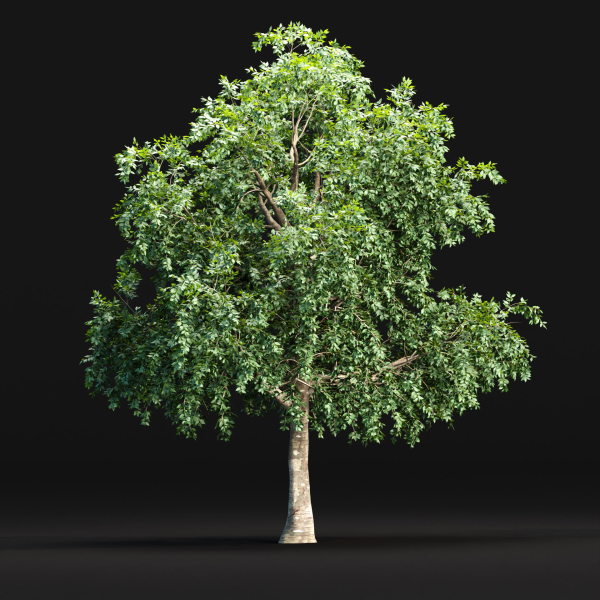 Trees collection vol 238