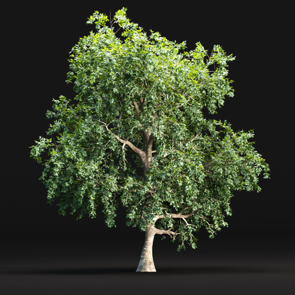 Trees collection vol 238