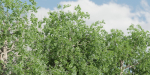 Trees collection vol 238-Blender