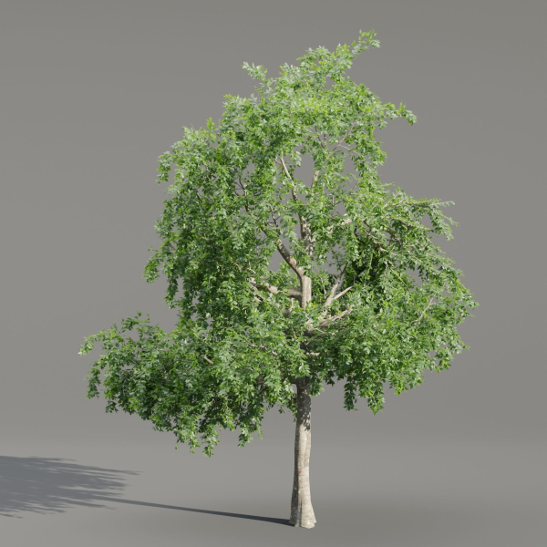 Trees collection vol 238-Blender
