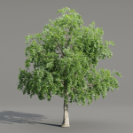 Trees collection vol 238-Blender
