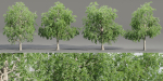 Trees collection vol 238-Blender