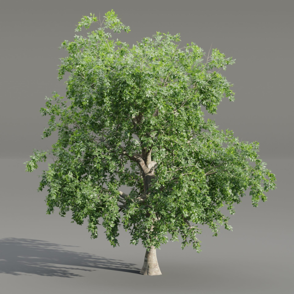 Trees collection vol 238-Blender