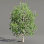 Trees collection vol 238-Blender