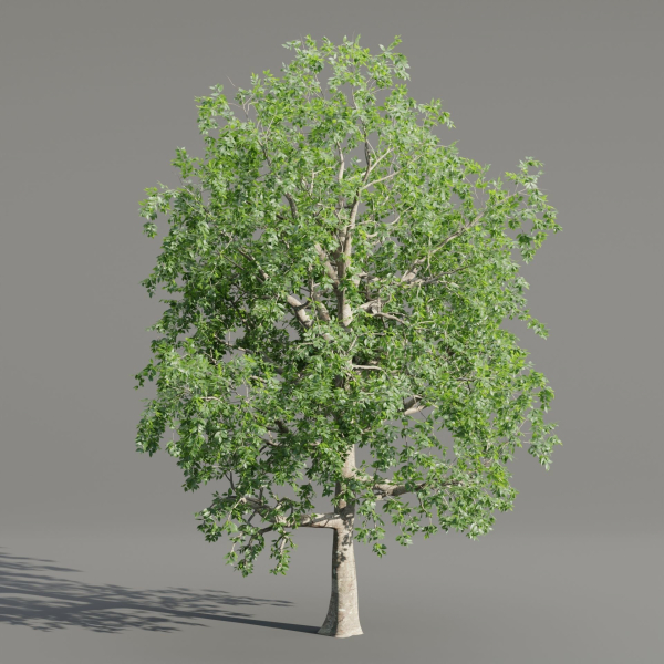 Trees collection vol 238-Blender