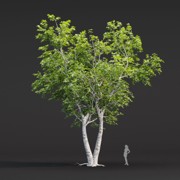 Trees collection vol 247-3dmodel