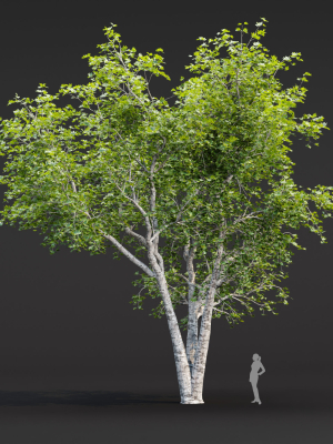 trees-collection-vol-247-3dmodel-3d-model-16280ddade