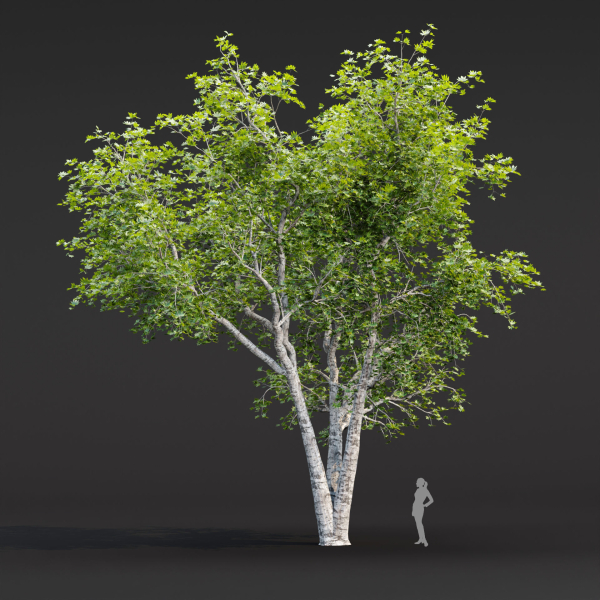 Trees collection vol 247-3dmodel